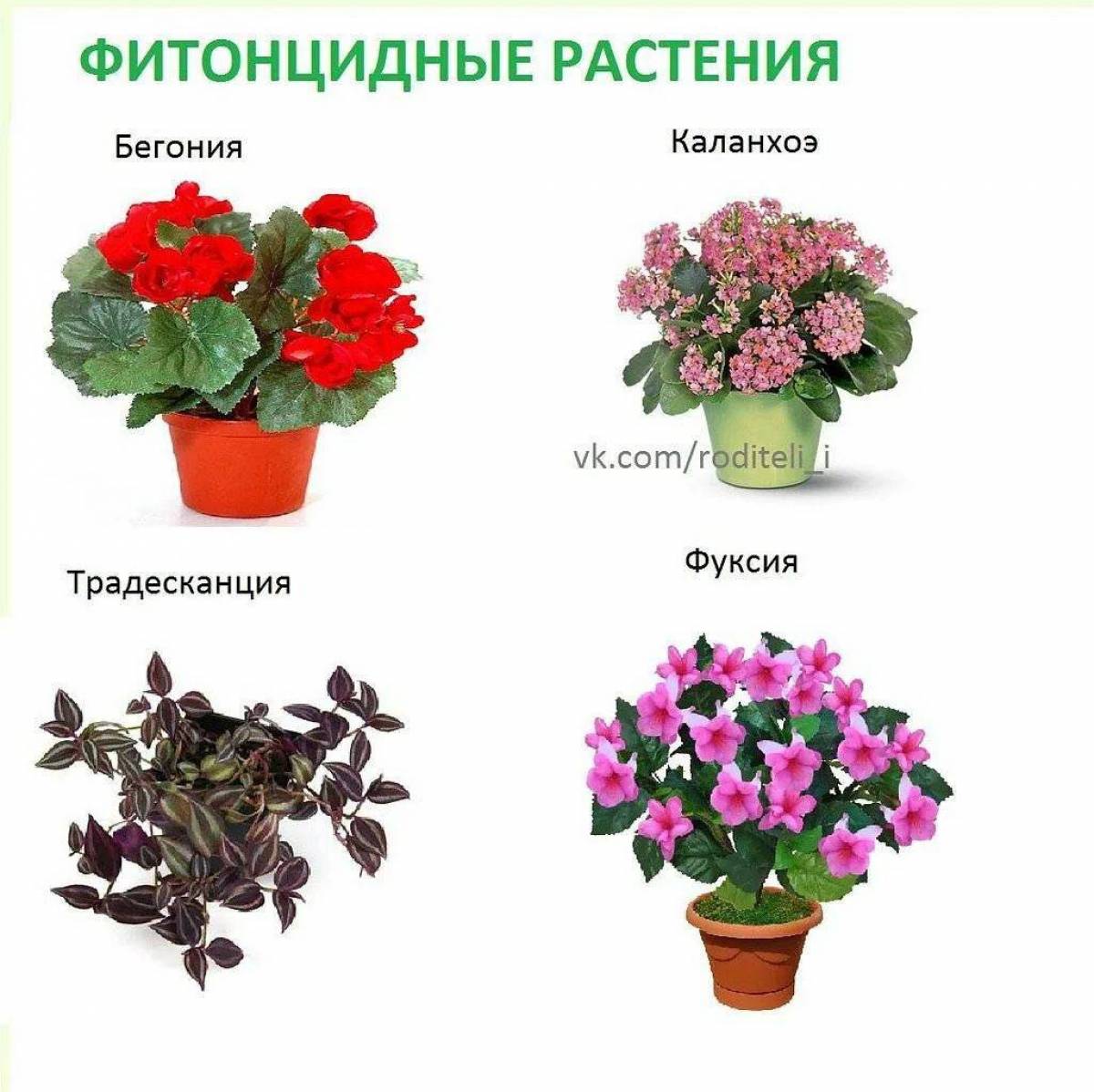 Рейтинг комнатных растений. Комнатные растения названия. Цветущие комнатные растения. Комнатные растения наз. Комнатные цветыткаталог.