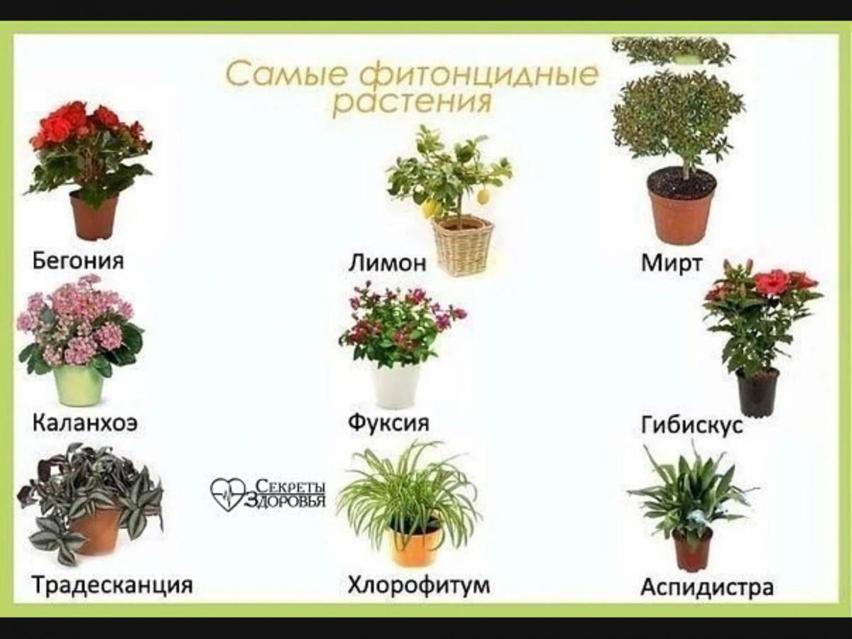 простые комнатные растения фото и названия