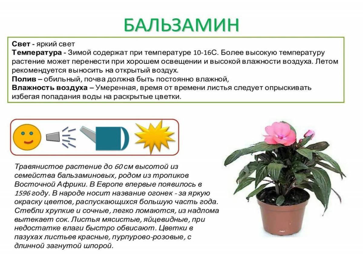 Комнатных растений в картинках для сада детского сада