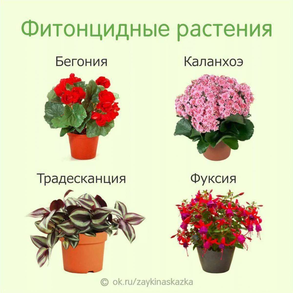 Комнатные Растения Фото И Названия Детям