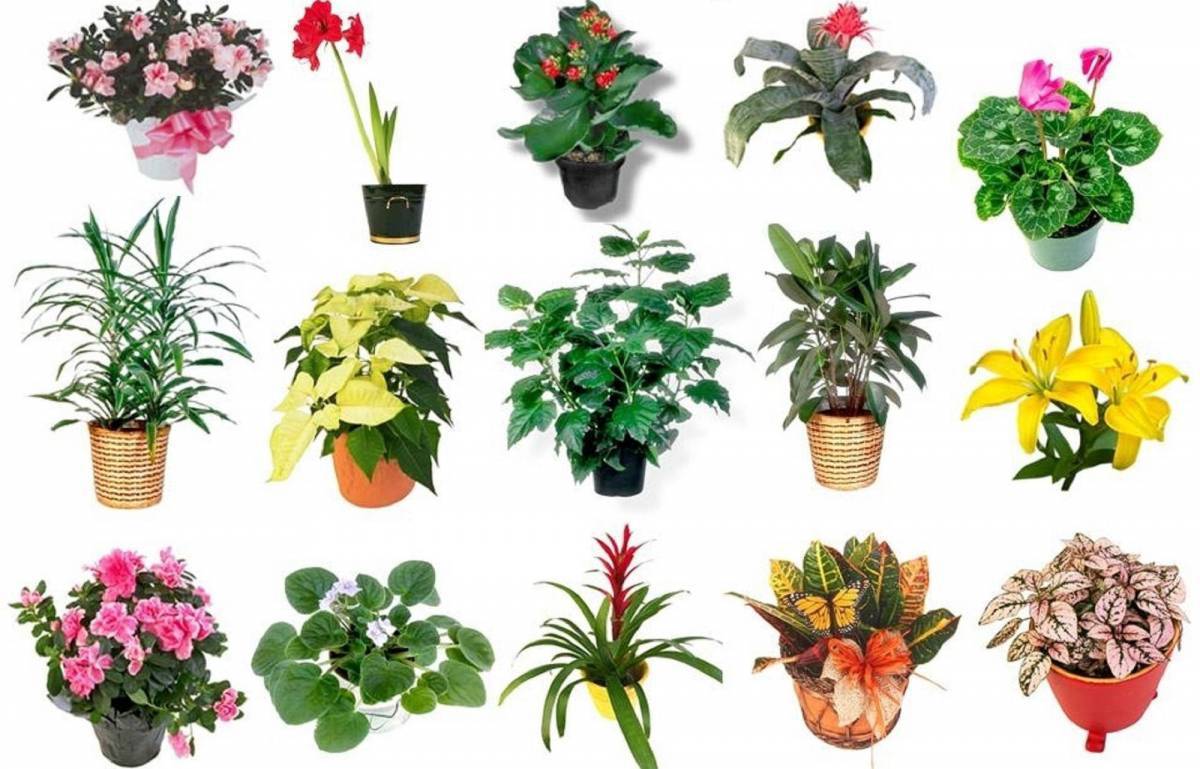 энциклопедия комнатных растений с фотографиями и названиями