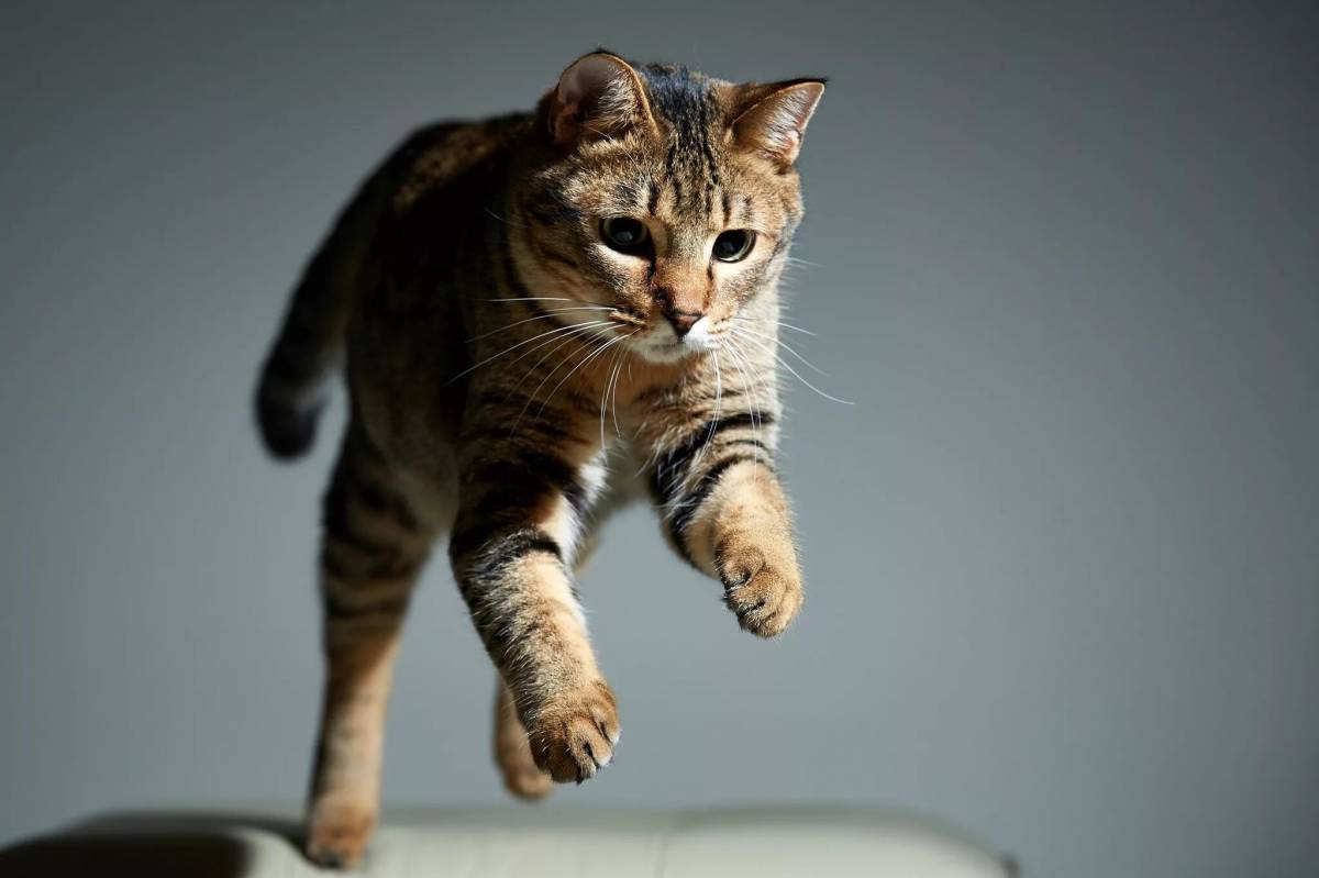 Фотка кота. Кошка. Кошки фото. Кот в прыжке. Красивые коты.