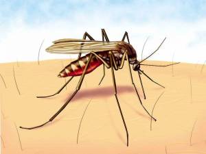 Раскраска комар для детей #10 #92069