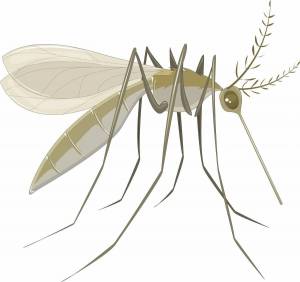 Раскраска комар для детей #15 #92074