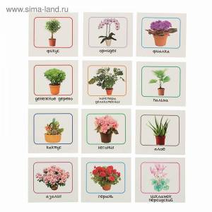 Раскраска комнатные растения для детей с названиями #38 #92311