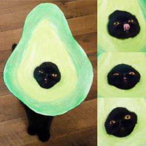 Раскраска котик авокадо #17 #94785