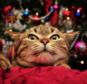 Раскраска котик новогодний #12 #94993
