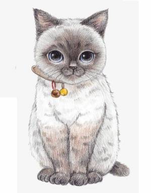 Раскраска котик рисунок #16 #95100