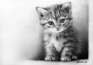 Раскраска котик рисунок #32 #95116