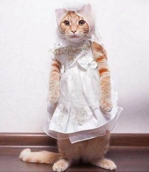 Раскраска котик с одеждой #3 #95123