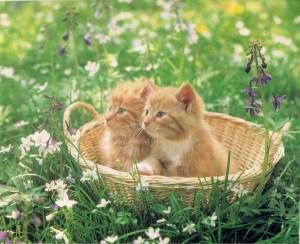 Раскраска котята в корзинке #13 #95451