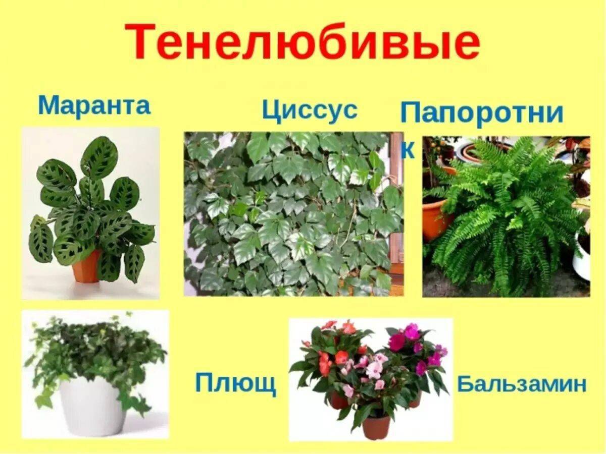 Комнатные растения #1