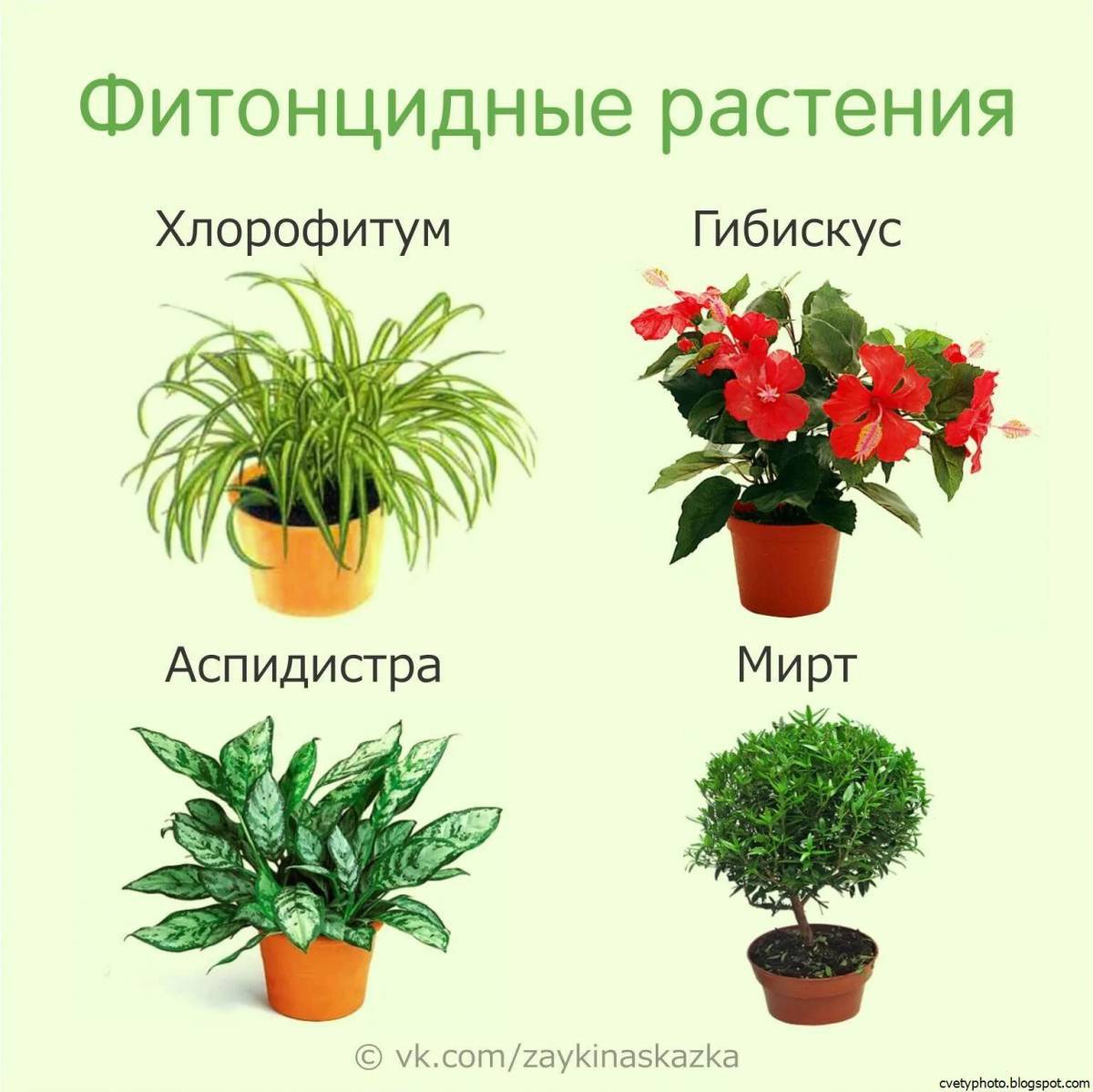 Комнатные растения #5