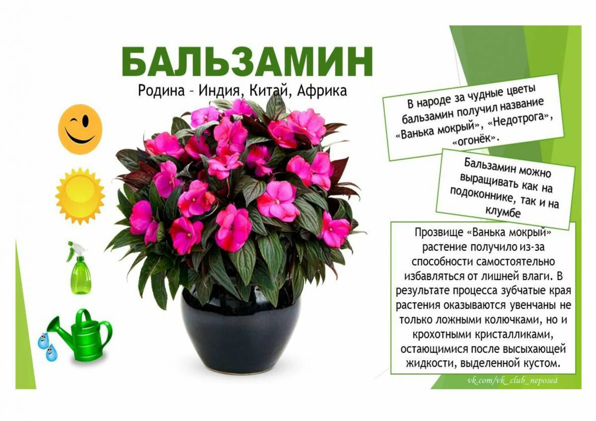 Комнатные растения из СССР | Home and garden | Дзен