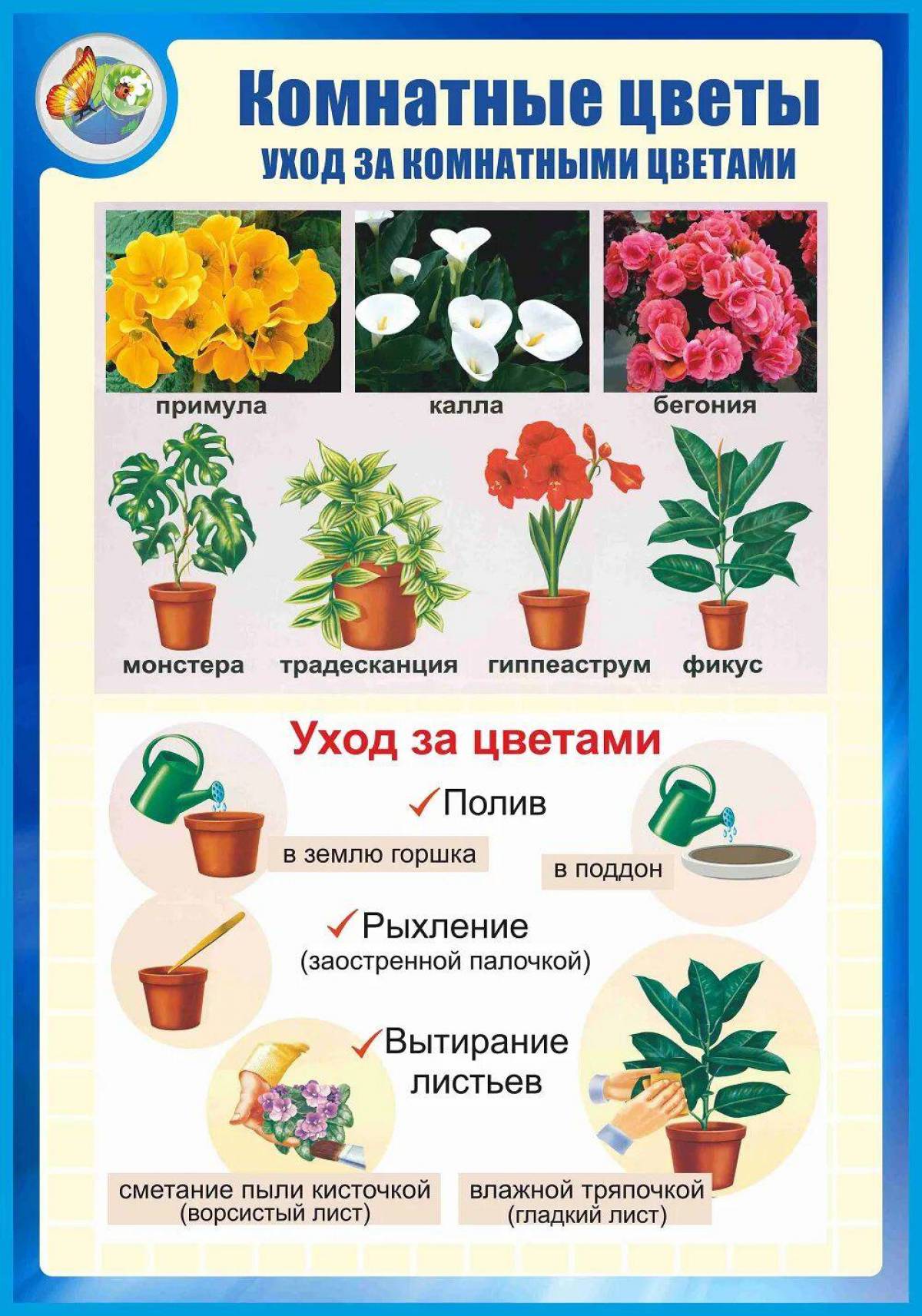 Комнатные растения для детей с названиями #6