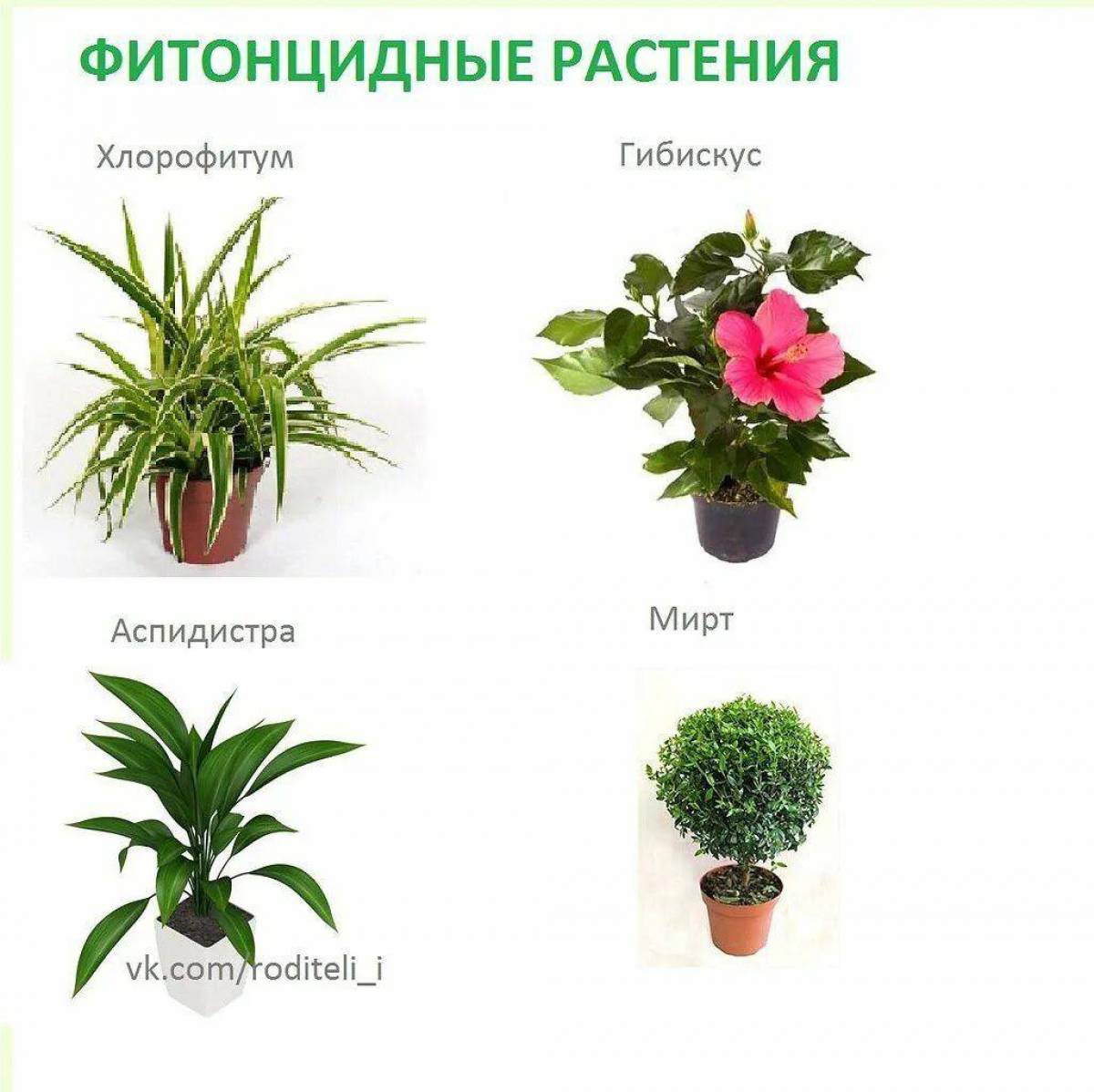 Комнатные растения для детей с названиями #8