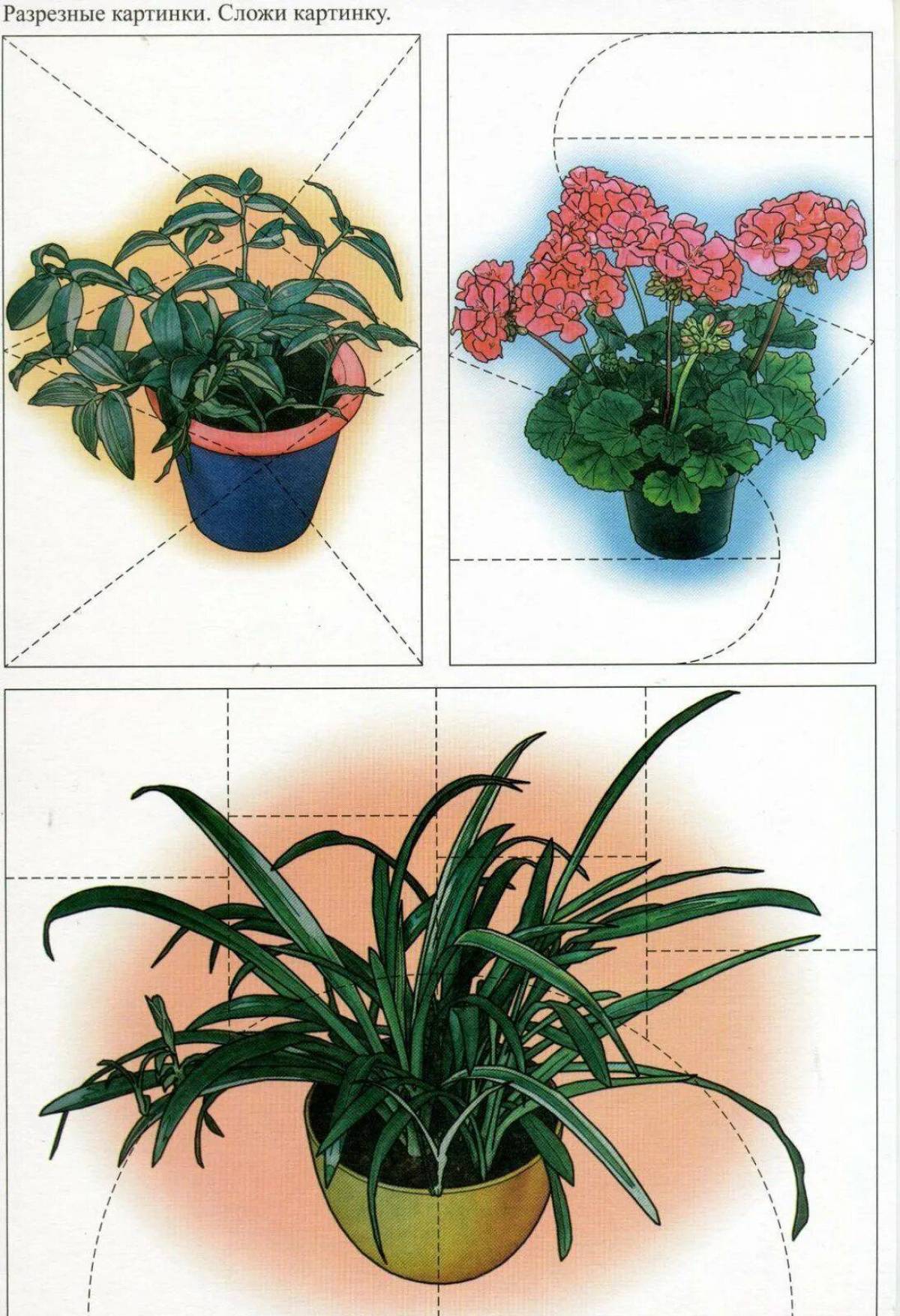 Комнатные растения для детей с названиями #9