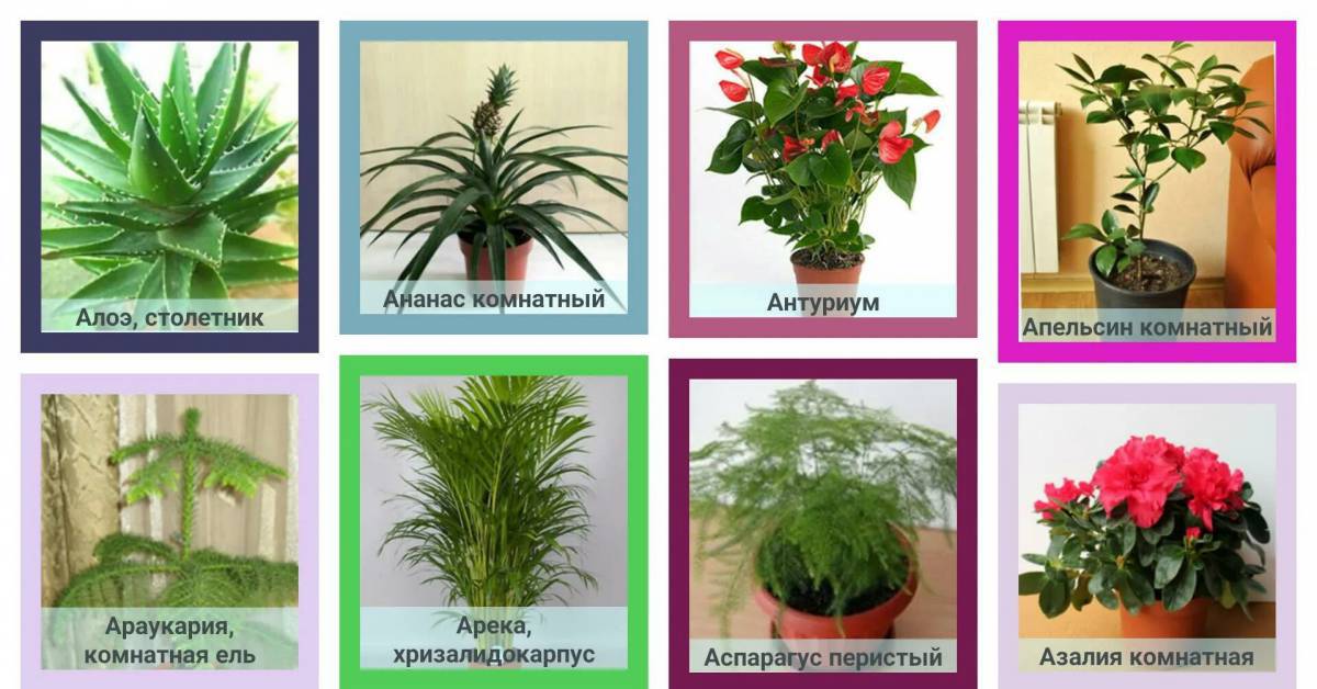 Комнатные растения для детей с названиями #14