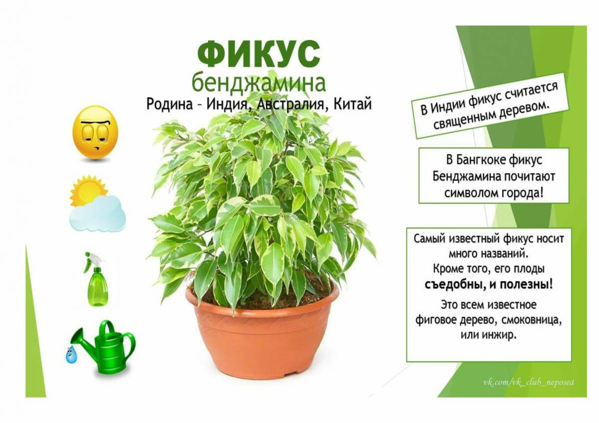 Комнатные растения для детей