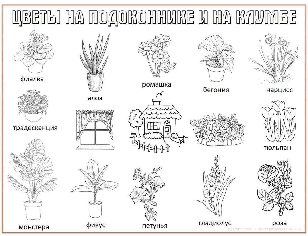 Комнатные растения для детей с названиями #18