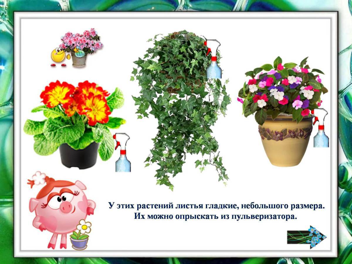 Комнатные растения для детей с названиями #22