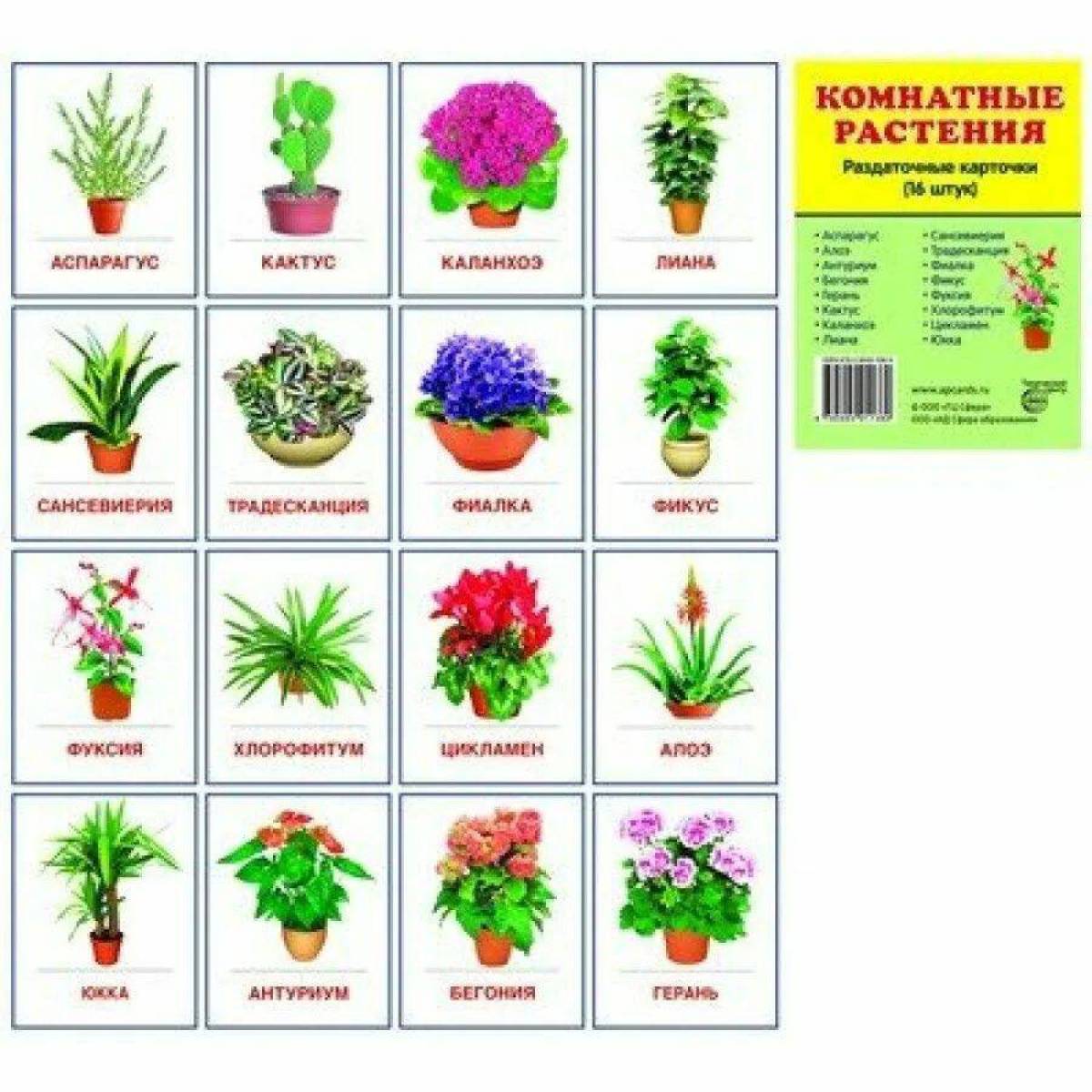 Комнатные растения для детей с названиями #23