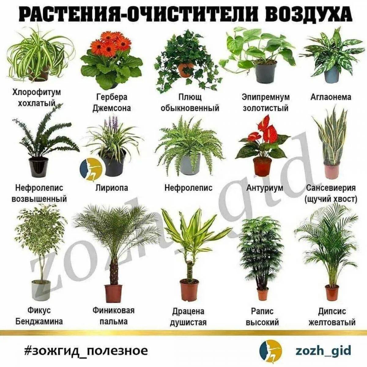 Комнатные растения для детей с названиями #25