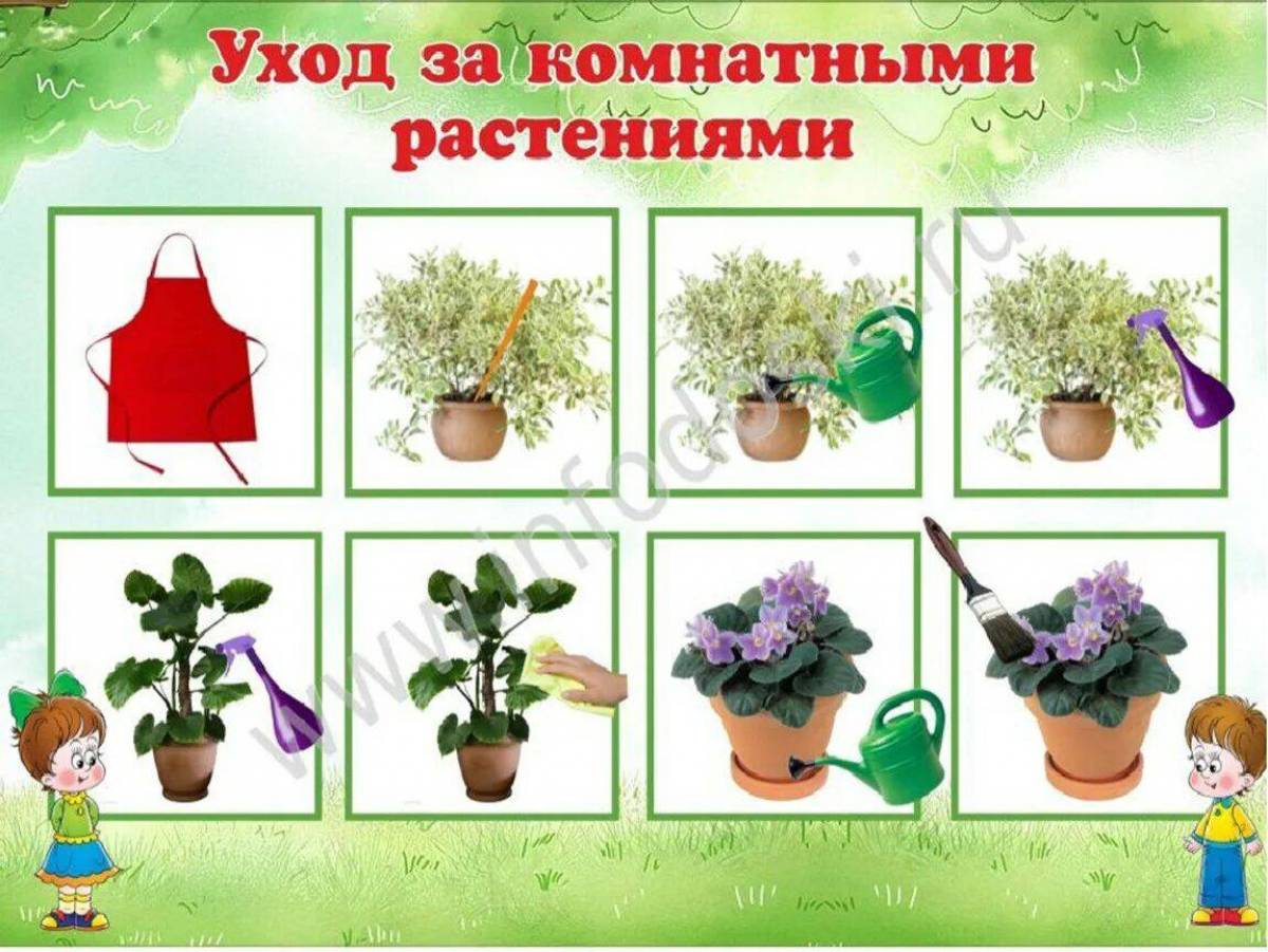 Комнатные растения для детей с названиями #26