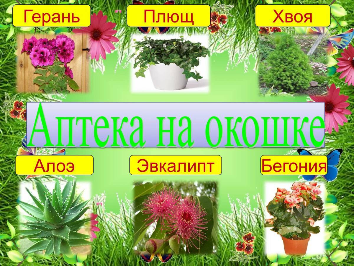 Комнатные растения для детей с названиями #35