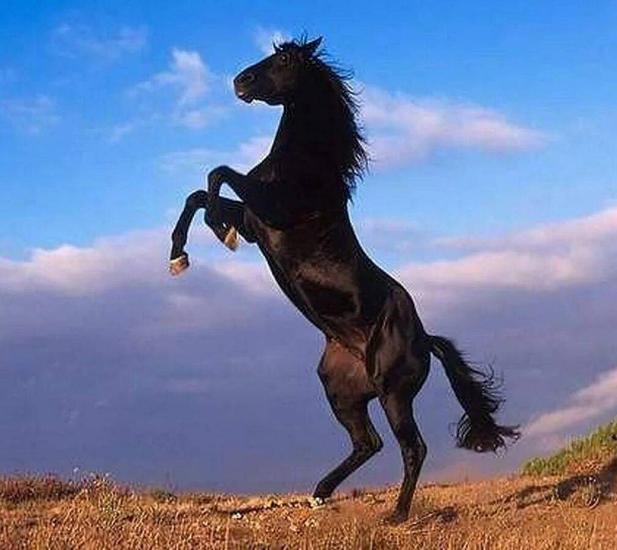 Коня споем. Вороной Мустанг иноходец. Лошадь арабский скакун Мустанг. Лошадь Мустанг иноходец. Чистокровный Мустанг.