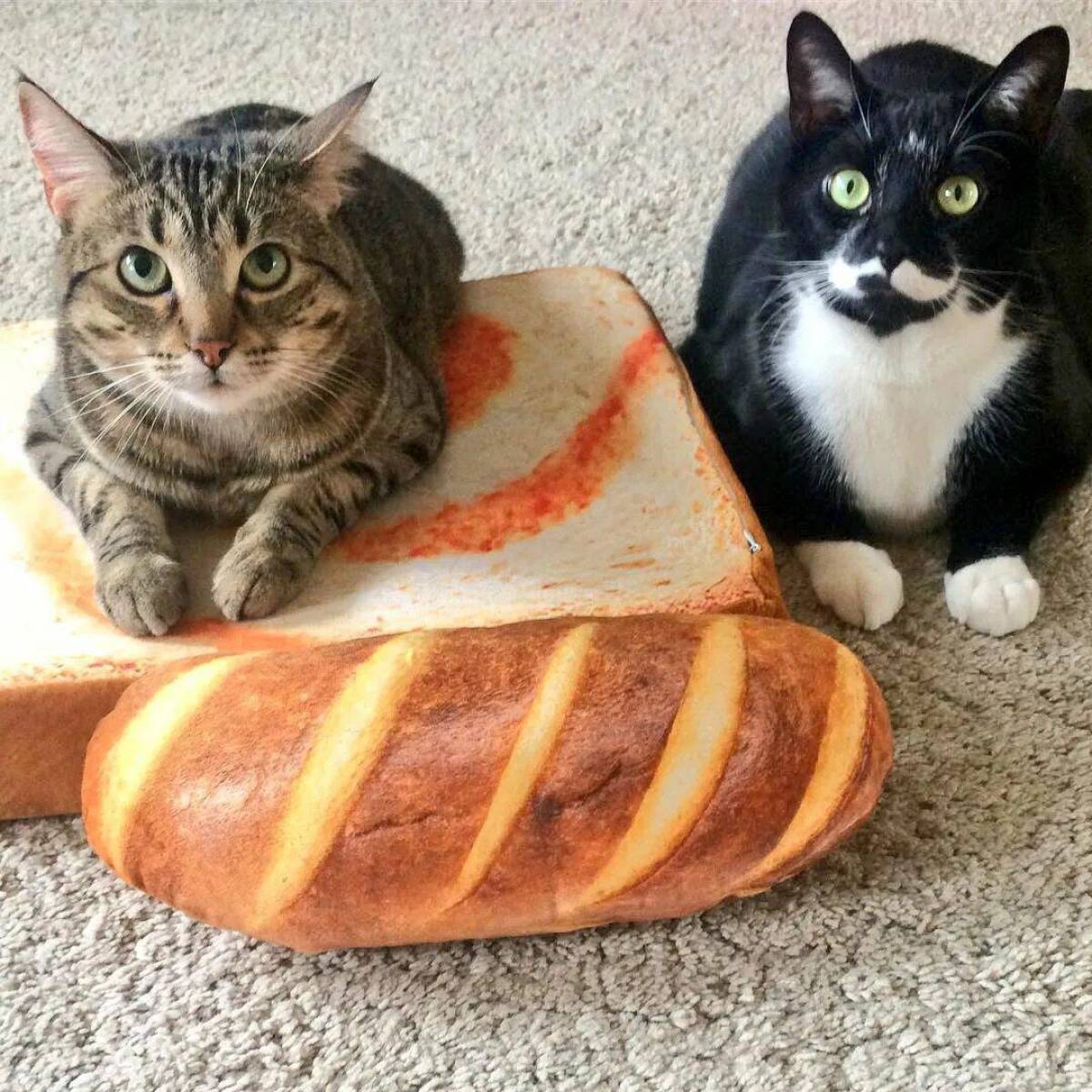 Можно котам хлеб. Кот хлеб. Коты в хлебе. Кошка булочка. Кошка батон.