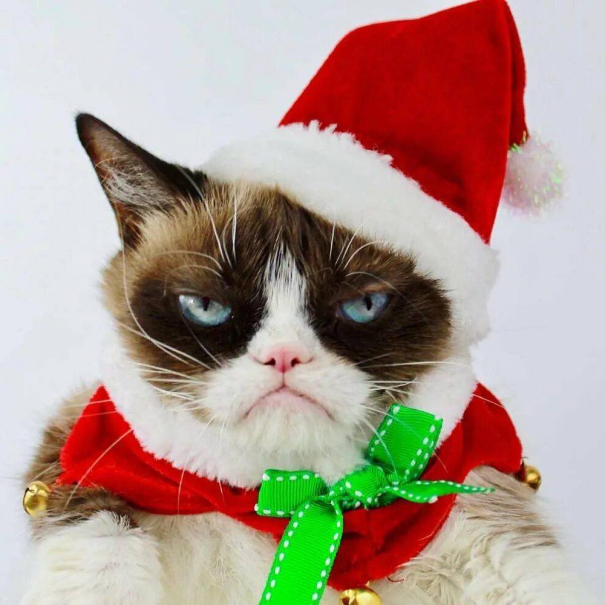 Новый год 2024 смешные. Грампи Кэт Christmas. Новогодний кот. Кот новый год. Кротик в новогодней шапке.