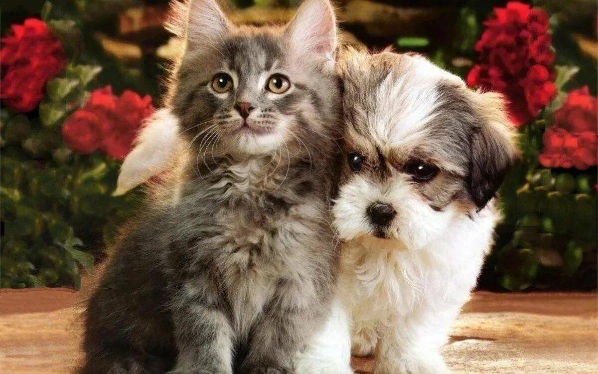 Котенок и щенок #3