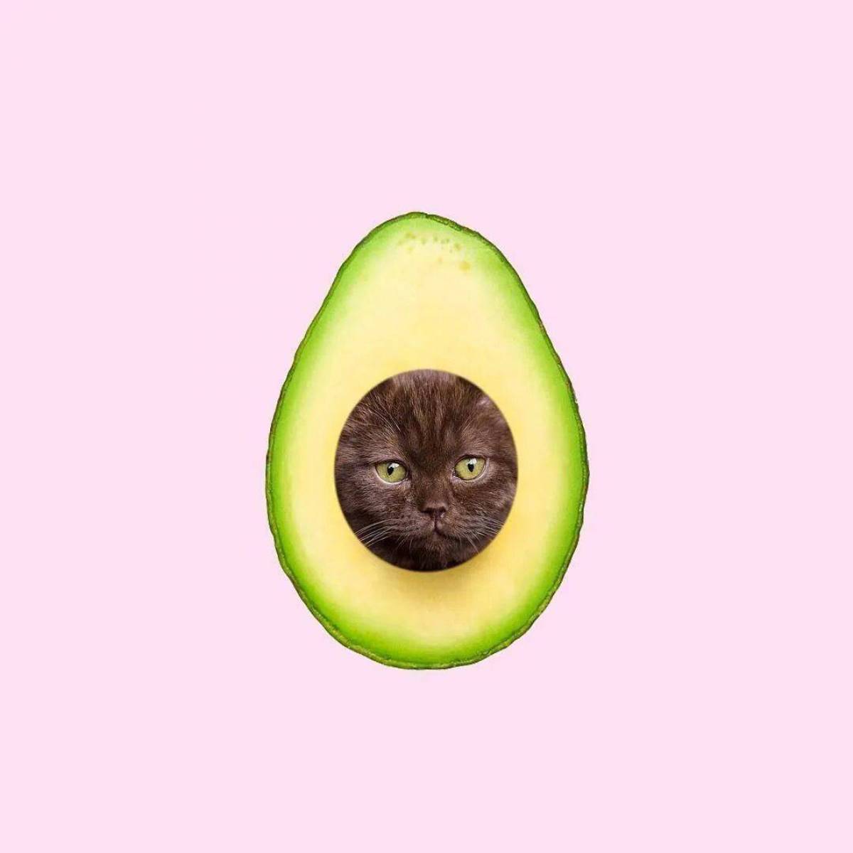 Котик авокадо #13