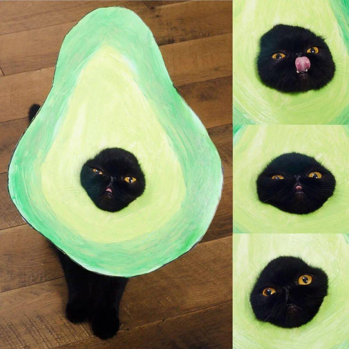 Котик авокадо #17