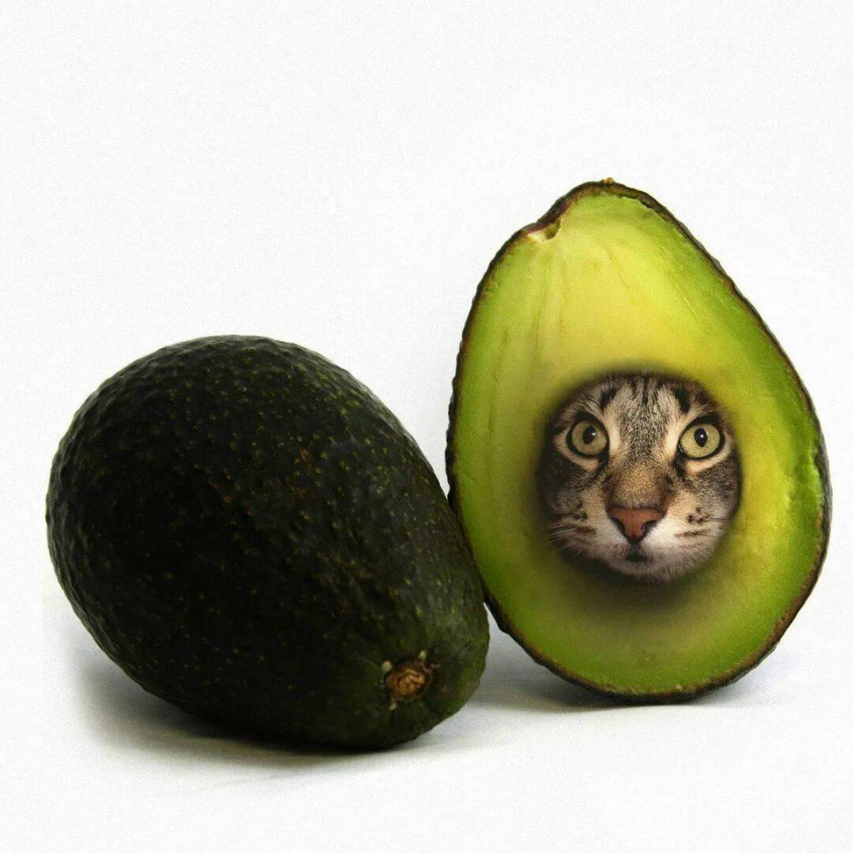 Котик авокадо #22
