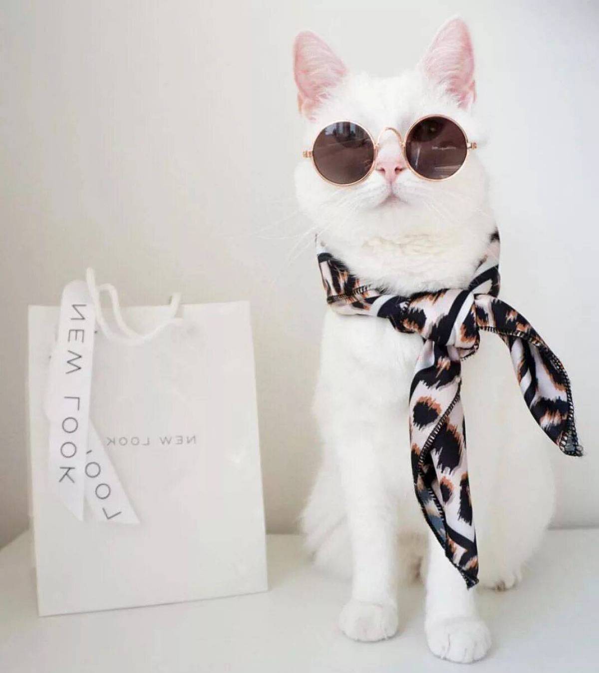 Стильная кошка. Модные котики в очках. Стильные коты. Стильный кот.