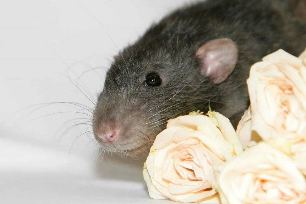 Мыши являются. Крыса фото. Крысы домашние. Красивые крысы. Черная крыса с красными глазами.