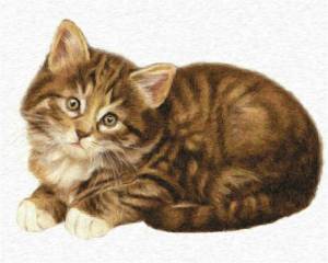 Раскраска кошка картинка для детей #32 #96095