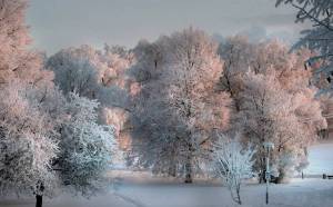 Раскраска красота зимы #7 #97040