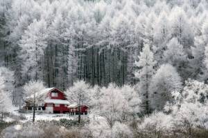 Раскраска красота зимы #31 #97064