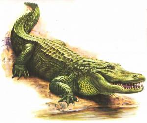 Раскраска крокодил для детей #9 #97431