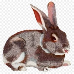 Раскраска кролик для детей #3 #97475