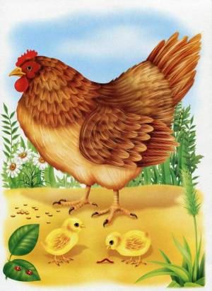 Раскраска курица для детей #5 #99997