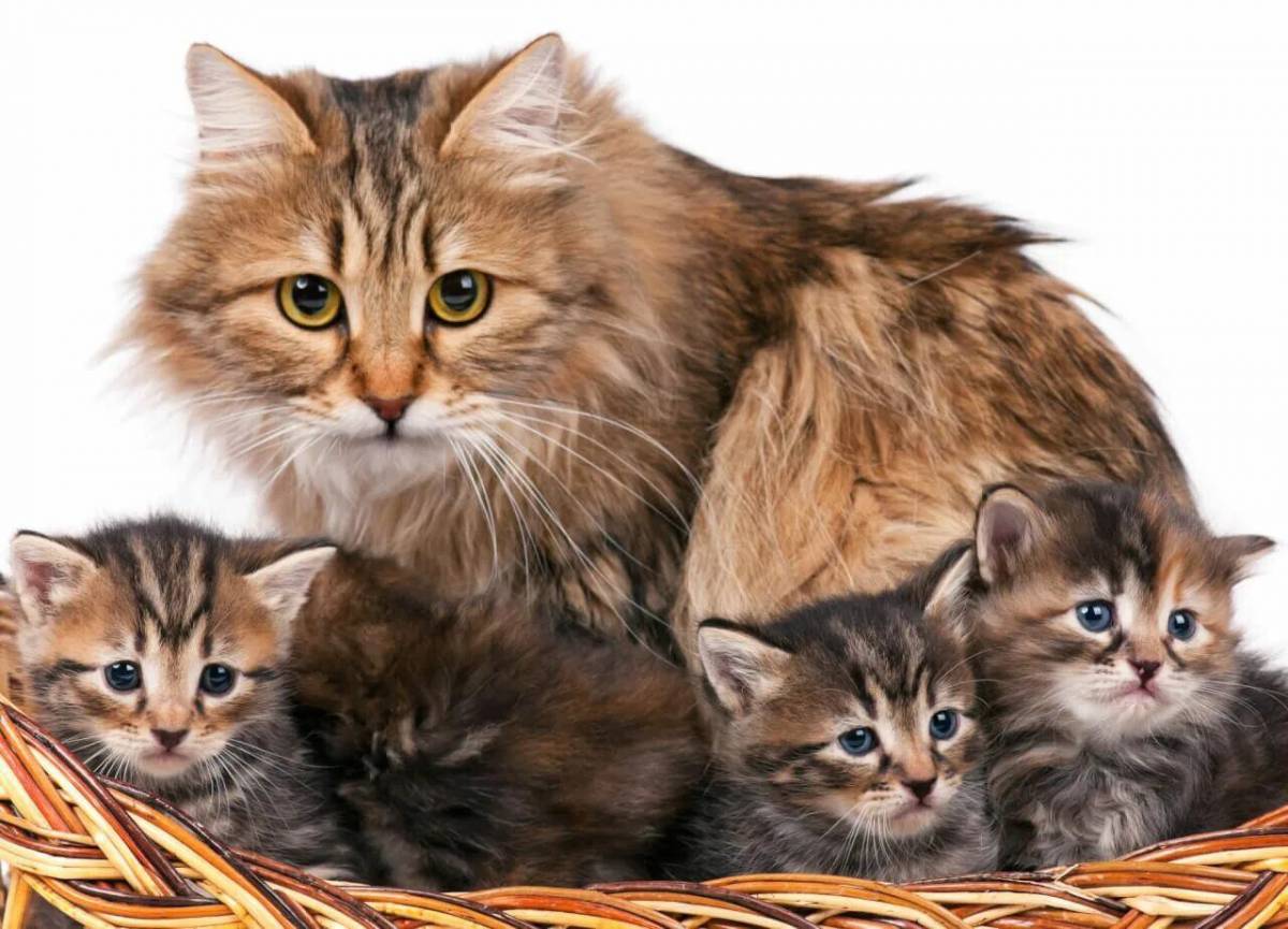 Кошка с котятами #5