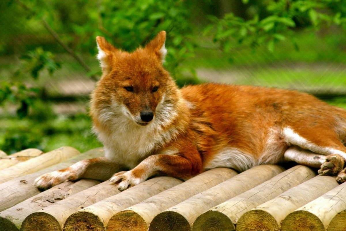 Красный волк читать. Cuon красный волк. Красный горный волк. Тянь-Шанский красный волк. Красный (горный) волк или cuon Alpinus.
