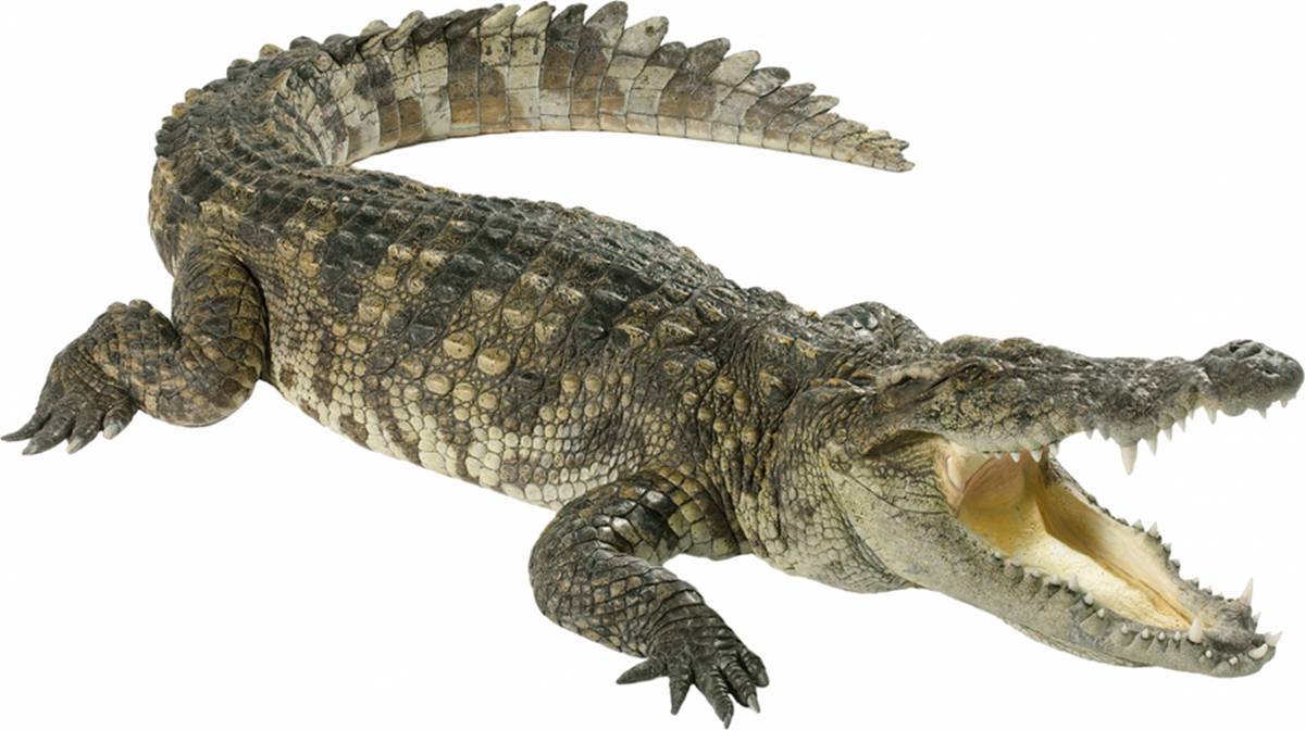 Крокодил для детей #18