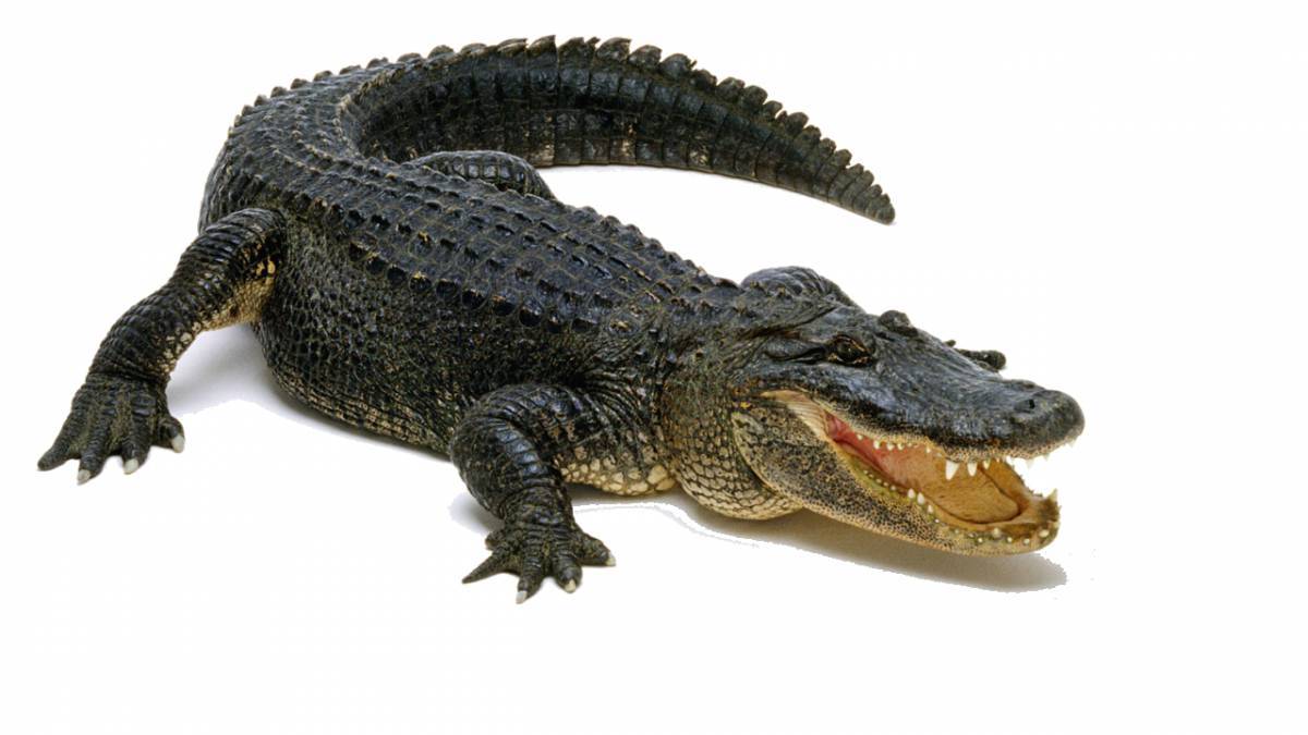 Крокодил для детей #24