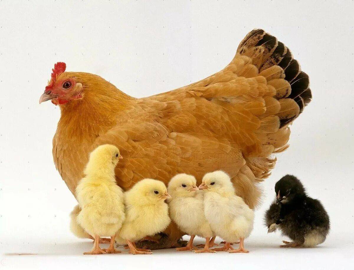 Пестрая наседка. Курица с цыплятами. Курочка с цыплятами. Курица для детей. Домашние животные курица.