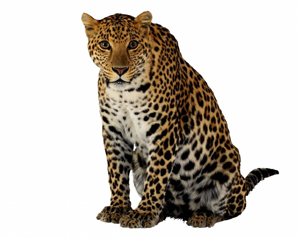 Леопард для детей #14